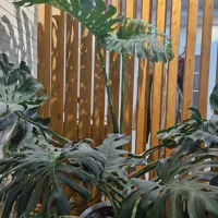 گیاه مانسترا بزرگ