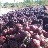 دنبال پولم باسفته