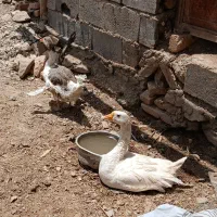 غاز و قوغاز|حیوانات مزرعه|تویسرکان, |دیوار