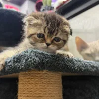 کیفیت بالا ق مناسب