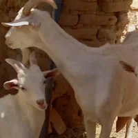 ۲عدد بز دورگ سانا