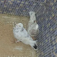 کبوتر|پرنده|سراوان, |دیوار