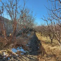 13100مترمربع-باغ-حدفاصل-گلبهار-و-چناران