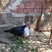 بوقلمون|حیوانات مزرعه|بم, |دیوار