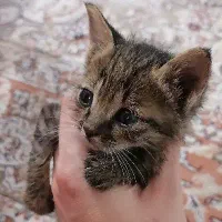 واگذاری رایگان دو عدد بچه گربه