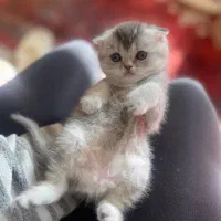 واگذاری بچه گربه