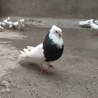 کبوتر طوقی