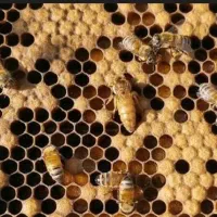 فروش زنبور ملکه