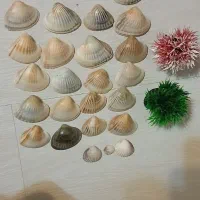 لوازم آکواریوم