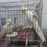 عروس هلندی