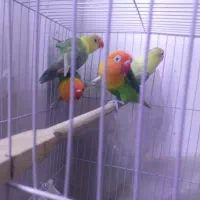 کوتوله فروشی|پرنده|تربت جام, حافظ|دیوار