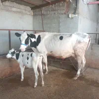 فروش گاو زایده با گوساله ماده