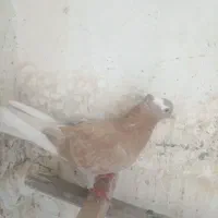 کبوترشازده زرد ماده