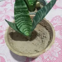 گل وگیاه