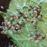 حلزون البینو کلاژن ساز|خزنده|اصفهان, سعادتآباد|دیوار