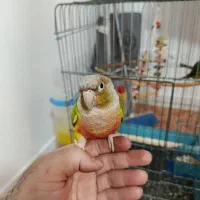 گرینچیک دستی نر و ماده با وسایل