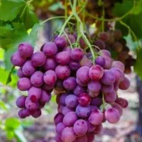 ریشه پرتقال تامسون|گل و گیاه طبیعی|ایلام, |دیوار