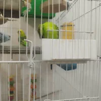 مرغ عشق|پرنده|تهران, شهرک فردوس (حسینی)|دیوار