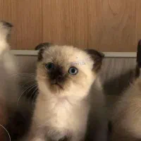 بچه گربه اسکاتیش