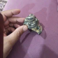 فسیل حلزون