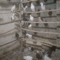 کبوتر همه خال|پرنده|نهاوند, |دیوار