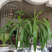 دو عدد سوسن عنکبوتی قیمت مناسب