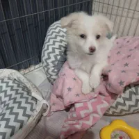 سگ ۳ماه|سگ|پرند, فاز ۴|دیوار