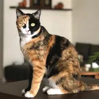 گربه گمشده نامجو