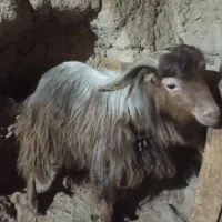 دو عدد بز نر بیست میلیون تومان