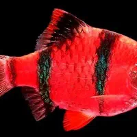 ماهی تایگر و کالر و زبرا|ماهی|ساری, |دیوار