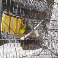 سلام دوعددمرغ عشق