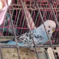 مرغ عشق نر