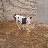 دوراس گوساله سیمیتال اصیل