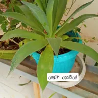 گل وگیاه آپارتمانی