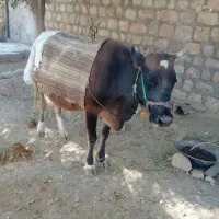 یک راس گاو با گوساله سمینتال|حیوانات مزرعه|گیلان غرب, |دیوار