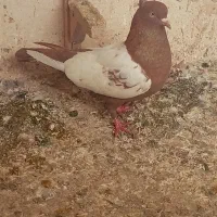 ماده  سینه سرخ