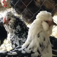 گلین و برهما