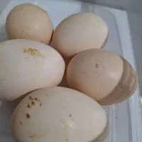 تخم مرغ نطفه دار ابریشمی فر و ابریشمی