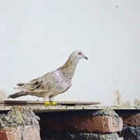 خطی نر ماده