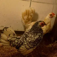 مرغ سبرایت