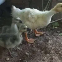 جوجه قو غاز