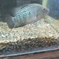 ماهی اکواریوم هلوگرامی