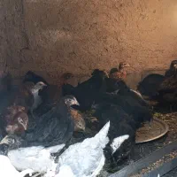 جوجه 90روزه سرحال