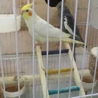 پرنده عروس|پرنده|لاهیجان, کوی خزر|دیوار
