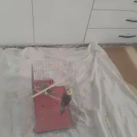 عروس هلندی