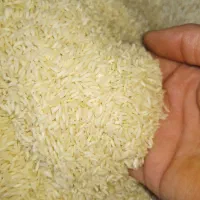 برنج علی کاظی طارم