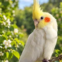 عروس هلندی ماده