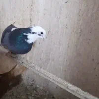 کبوتر گمشده شهر قدس