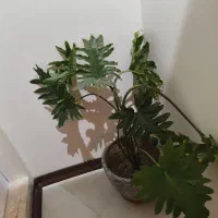 گلدان و پایه گدان|گل و گیاه طبیعی|لواسان, |دیوار