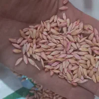 جواکراینی تولید۲۰۲۵ تناژبالا دیم وآبی بدون قاطی|خدمات باغبانی و درختکاری|مریوان, |دیوار